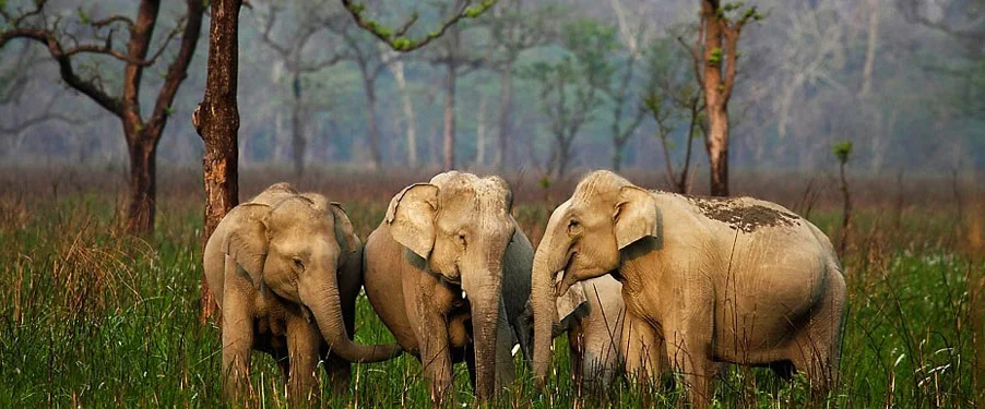 Explore Manas National Park – UNESCO Wildlife Sanctuary