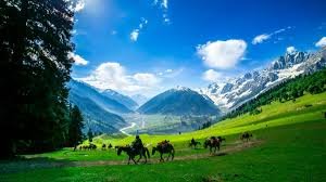 Expansive green meadows of Pahalgam with pine trees and distant snow peaks